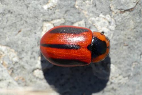 Réf. 289 491 : Entomoscelis adonidis